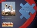 Gioco Swans Puzzle
