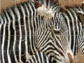 Gioco Zebra Jigsaw