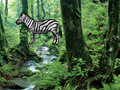 Gioco Hidden Zebra