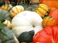 Gioco Hidden Objects: Pumpkin Show