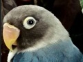 Gioco Hidden Alphabets - Parrots