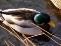 Gioco Jigsaw: Shallow Duck