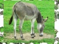Gioco Jigsaw: Donkey