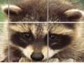 Gioco Raccoon Puzzle