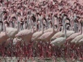 Gioco Flamingos Slider