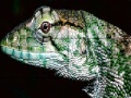 Gioco Wild iguana slide puzzle