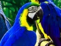 Gioco Parrot Family Puzzle