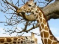 Gioco Puzzle Giraffes