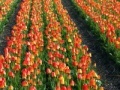 Gioco Jigsaw: Tulip Field