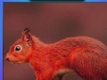 Gioco Red summer squirrels puzzle