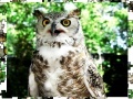 Gioco Jigsaw: Owl
