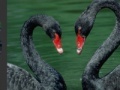 Gioco Black Swans