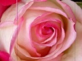 Gioco Pink Rose