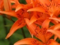 Gioco Jigsaw: Orange Lilies