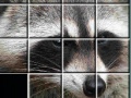 Gioco Raccoon Puzzles