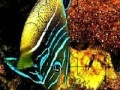Gioco Ocean best fish puzzle