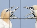 Gioco Talkative white birds slide puzzle