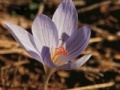 Gioco Flower