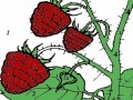 Gioco Red berry garden coloring