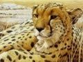 Gioco Leopard
