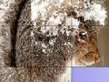 Gioco Squirrel in the snow slide puzzle