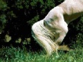 Gioco White Horse Sliding