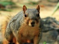 Gioco Hidden Animals: Squirrels