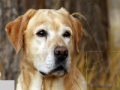 Gioco Labrador Dog