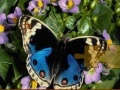 Gioco Butterfly Puzzle