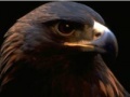Gioco Eagle