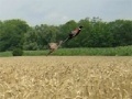 Gioco Pheasant Hunting