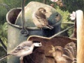 Gioco Painting Birds Hidden Numbers