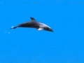 Gioco Dolphin