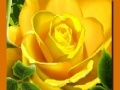Gioco Yellow Roses