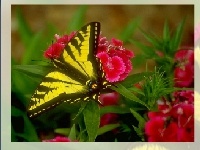 Gioco Butterfly puzzle