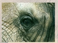 Gioco Elephants