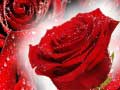 Gioco Red Roses