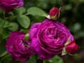 Gioco Purple Roses
