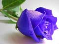 Gioco Blue Roses