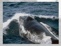 Gioco Whales