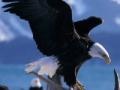 Gioco Bald Eagle 