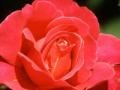 Gioco Red rose hidden