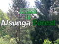 Gioco Return To Alsunga Forest