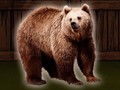 Gioco Save The Grizzly Bear