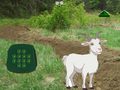 Gioco Goat Find The Child