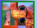 Gioco Orange frog slide puzzle