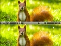 Gioco Squirrel difference