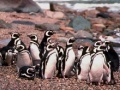 Gioco Penguin Jigsaw