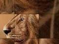Gioco Big brave lion slide puzzle