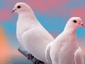 Gioco Lovely white doves slide puzzle